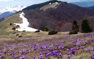 Весна добралась до полонин на Рахівщині (ФОТО)