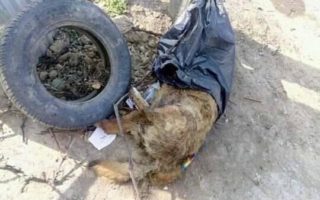 Зоозахисники Ужгорода опублікували жахливі фото розправи над тваринами