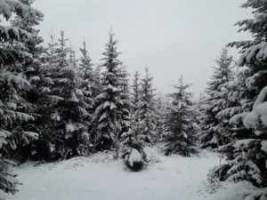 В Ужгороді сакури, а в Ясінях на Рахівщині сніг (фото)