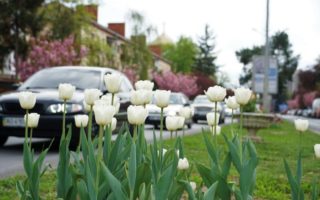 Проспект Свободи в Ужгороді розквіт тюльпанами