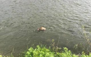 У Мукачеві вбили собаку, а труп викинули у річку (фото)