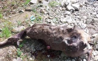 На Хустщині браконьєри застрелили вагітну оленицю