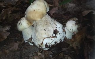 У лісах Закарпаття з’явились перші гриби