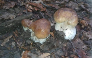Сезон грибів на Закарпатті у розпалі