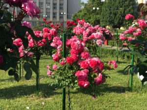 Трояндовий Ужгород (фото)