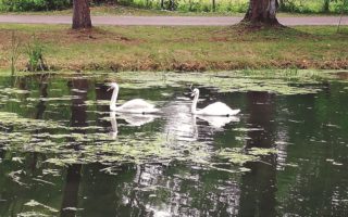 За ініціативи учасника “Хата на тата” із Тячівщини у місцевому парку оселились лебеді