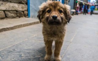 На Ужгородщині жорстоко труять собак