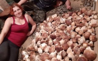 26 кг білих грибів зібрала закарпатка (ФОТО)