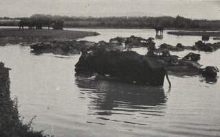 Унікальні фото того, як на Тячівщині у 30-тих роках минулого століття випасали буйволів