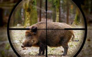 В Ужгородському лісопарку жорстоко вбивають диких тварин (ФОТО 18+)