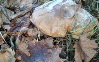 Ужгородка збирає гриби у середині січня (фото)