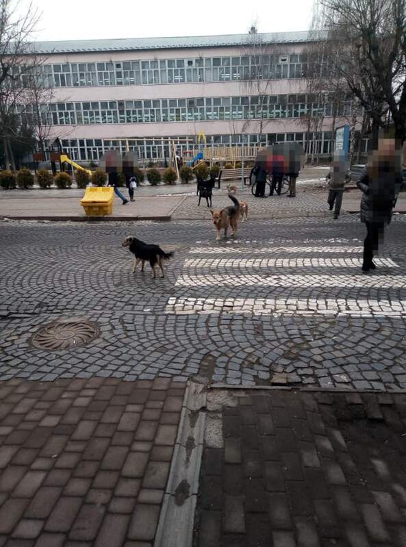 Бродячі собаки у Виноградові нападають на дітей (ФОТО, ВІДЕО)
