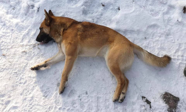 На Ужгородщині при свідках застрелили собаку