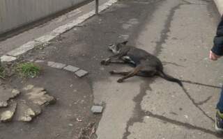 На Радванці в Ужгороді діти стали свідками смертної агонії отруєного собаки