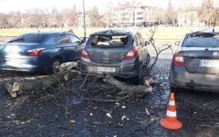 На набережній в Ужгороді сильний вітер повалив дерево на авто (ФОТО)