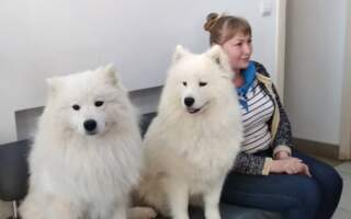 У Закарпатгаз привели собак, щоб оплатити квитанцію (ФОТО)