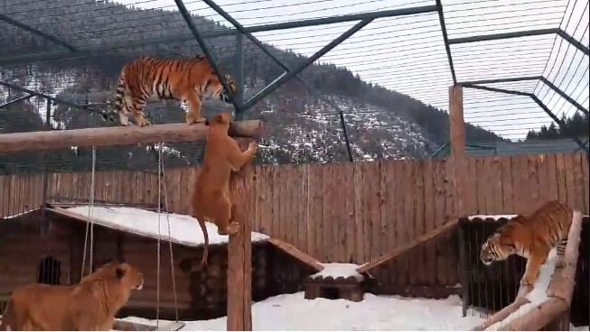 Відео! Як живуть леви і тигри у снігах Міжгірщини