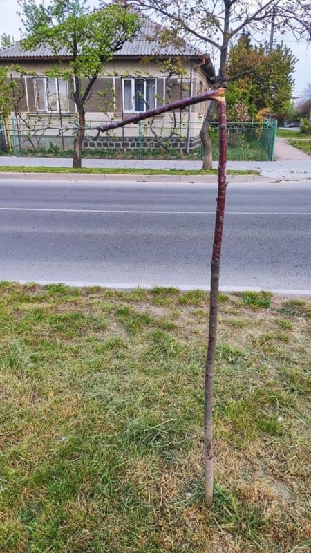В Ужгороді вандали поламали деревцята сакур