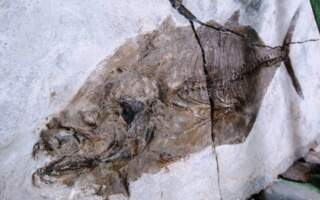 Єдиний у світі скам’янілий відбиток тунця можна побачити на Закарпатті