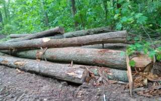 Депутат Закарпатської облради кришує вирубку лісів біля Ужгорода