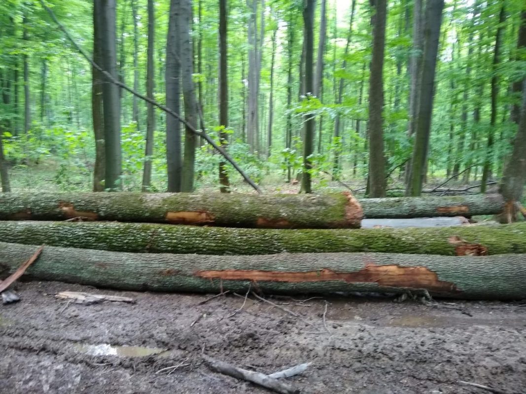 Депутат Закарпатської облради кришує вирубку лісів біля Ужгорода