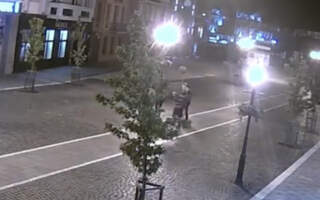 Відео як вандали у центрі Ужгорода вирвали дерева