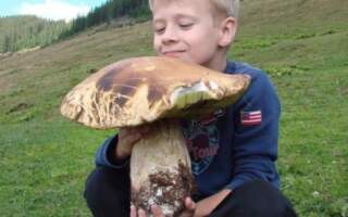 Юний закарпатець знайшов гриба-Гіганта (фото)