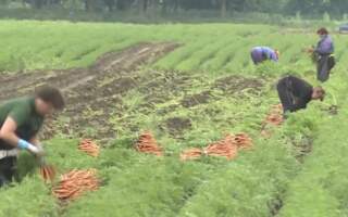 Українці незамінна робоча сила для Чехї, – заступник міністра сільського господарства Чехії