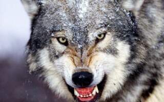 За сезон вовки на Рахівщині можуть вбити більше лісових тварин, ніж мисливці за 5 років