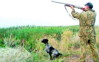 Конфлікт на Свалявщині: Мисливці постріляли кіз і овець, щоб вівчарі їм «не заважали»