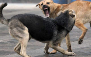 На Закарпатті бездомні собаки напали на жінку