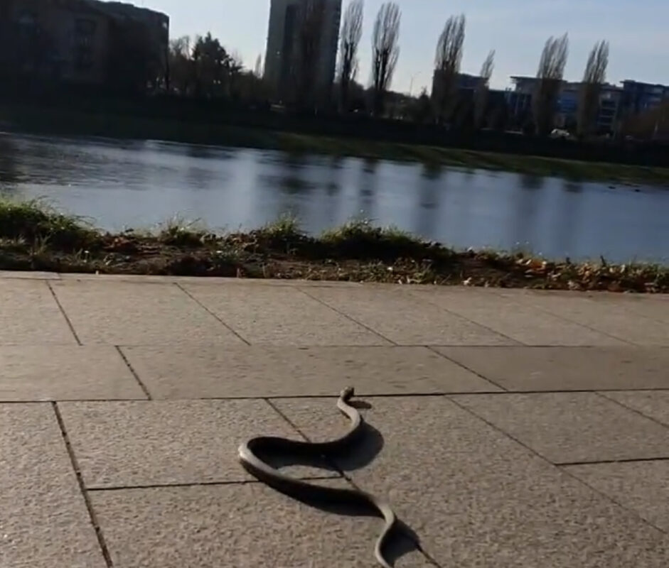 Фото/Відео. Зимовою набережною Ужгорода розгулювала змія