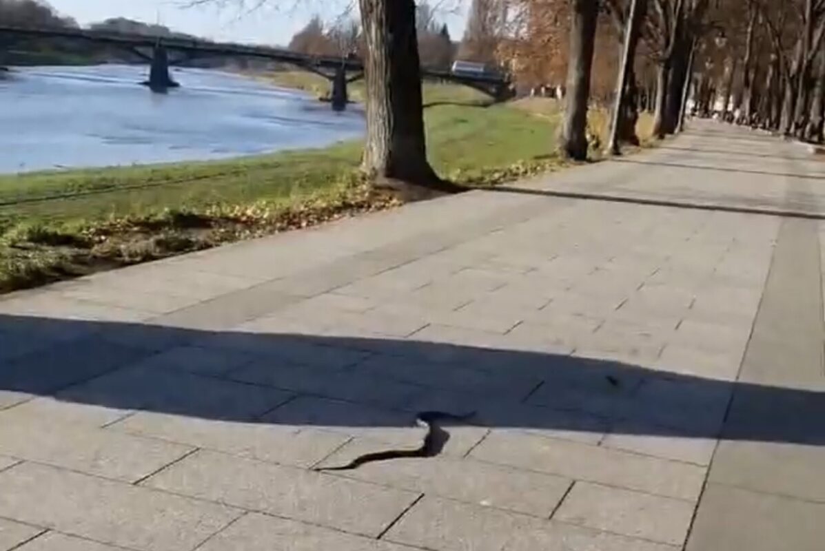 Фото/Відео. Зимовою набережною Ужгорода розгулювала змія