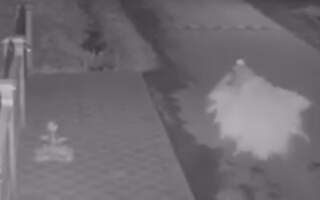 Відео. В Ужгороді чоловік викрав ялинку з приватного будинку