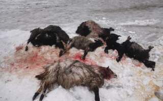 “Трупи тварин були по всьому двору”, – на Закарпатті вовки загризли овець (ФОТО)