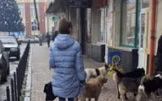 Безпритульні собаки у Сваляві не дають містянам проходу (ВІДЕО, ФОТО)