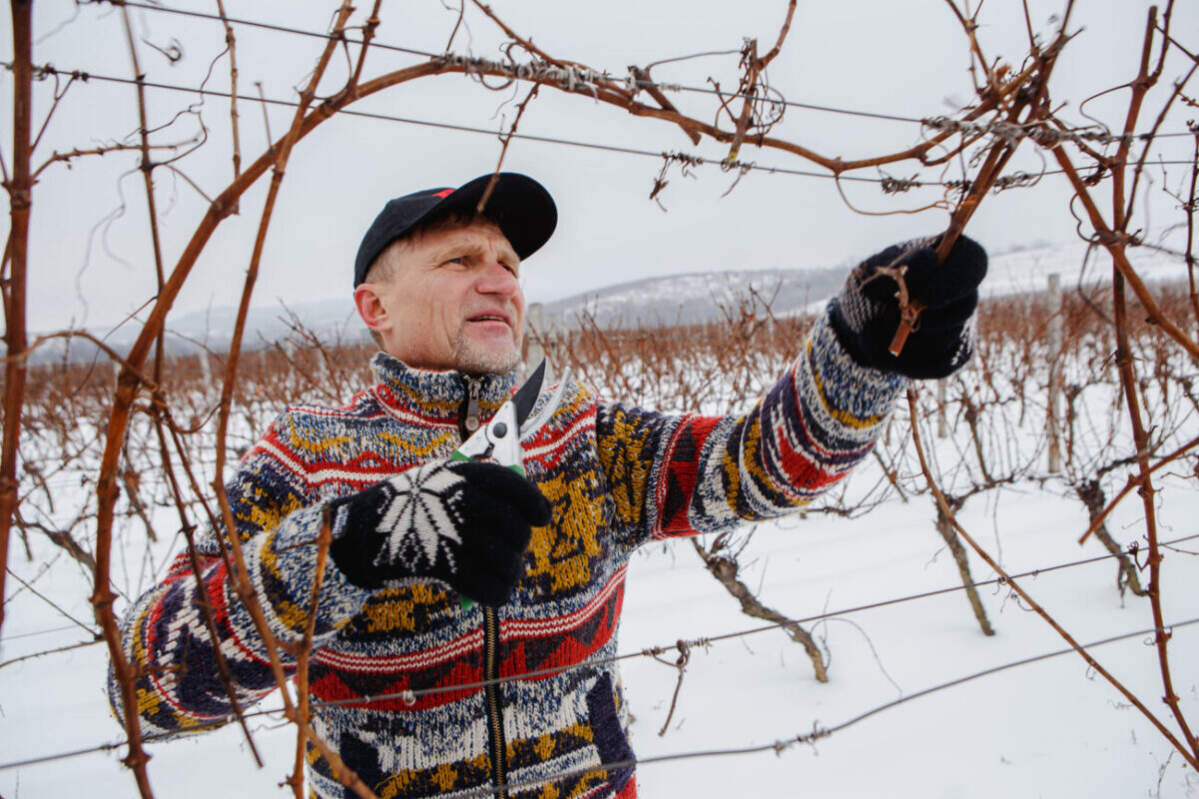 Олег Скрипка провів відпустку на Закарпатті обрізаючи виноградники (ФОТО)