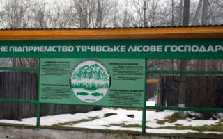 Тячівський лісгосп заплатить штраф за порушення природоохоронного законодавства (ФОТО)