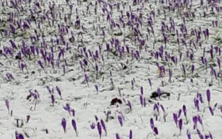 На Закарпатті шар снігу вкрив фіолетові шафрани (ФОТО)