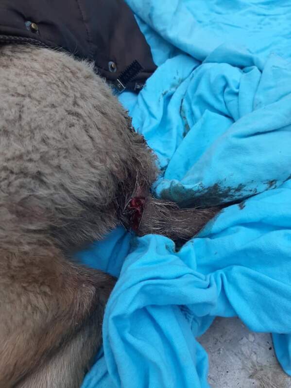 Жорстокість циган: Відрубали хвіст і залишили помирати під трансформатором (ФОТО)
