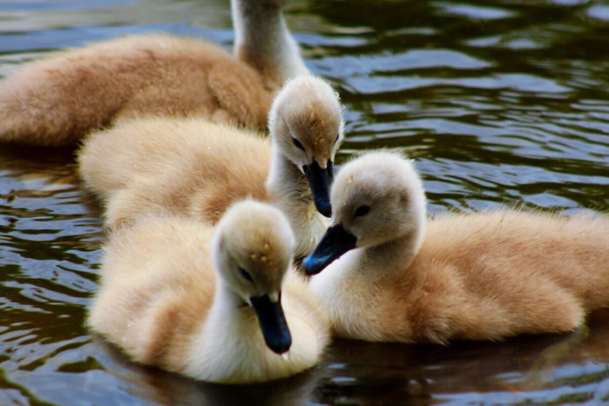 Фантастична краса! Лебеді на озері Кірпічка (ФОТО)