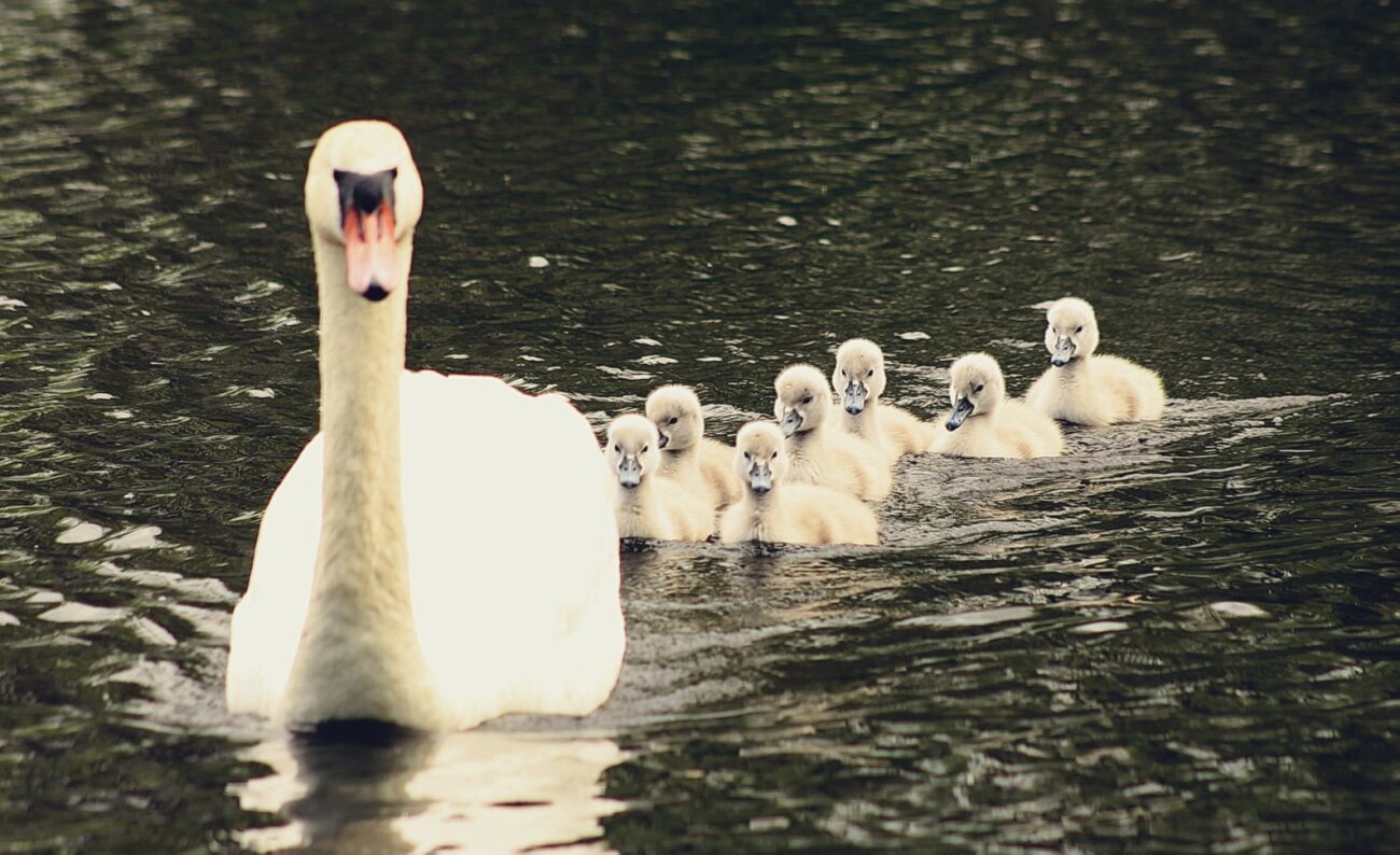 Фантастична краса! Лебеді на озері Кірпічка (ФОТО)
