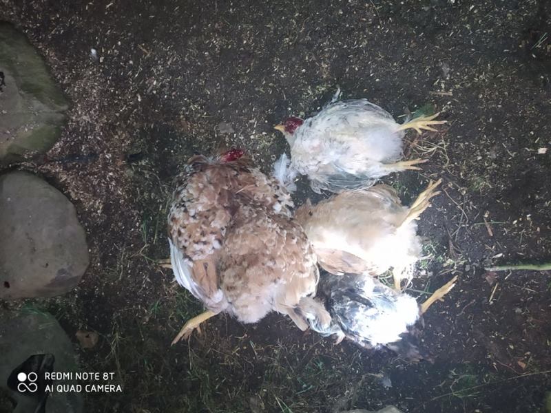 На Закарпатті у місцевих жителів хижий звір нищить птицю (ФОТО)