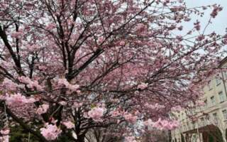 В Мукачеві квітне найдовша алея сакур – ФОТО