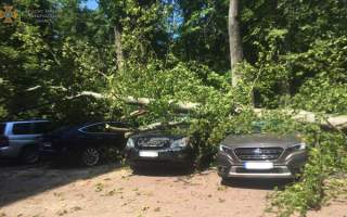 На Мукачівщині дерево розтрощило 6 дорогих автомобілів