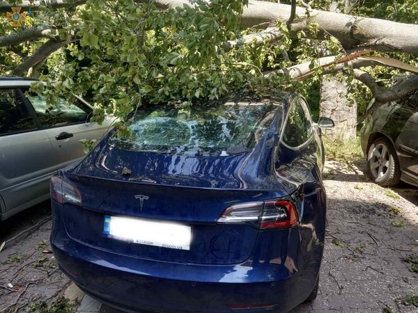 На Мукачівщині дерево розтрощило 6 дорогих автомобілів