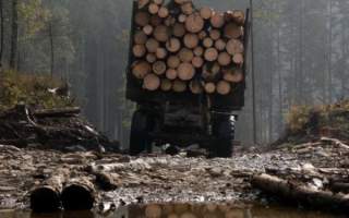 На Закарпатті чиновники лісогосподарства дали незаконний дозвіл на вирубку 400 дерев