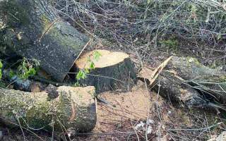 Держекоінспекція: В Ужгороді фірма незаконно зрубала 350 дерев (ФОТО)