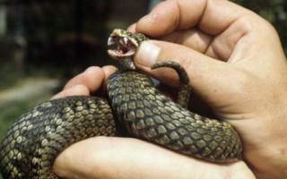 На гірській полонині на Тячівщині 19-річного збирача чорниці вкусила змія (ФОТО)